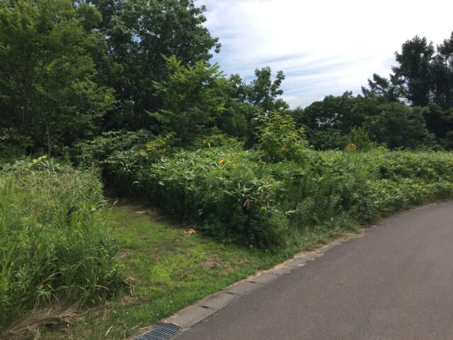 Niseko Town Developable Forest Land
