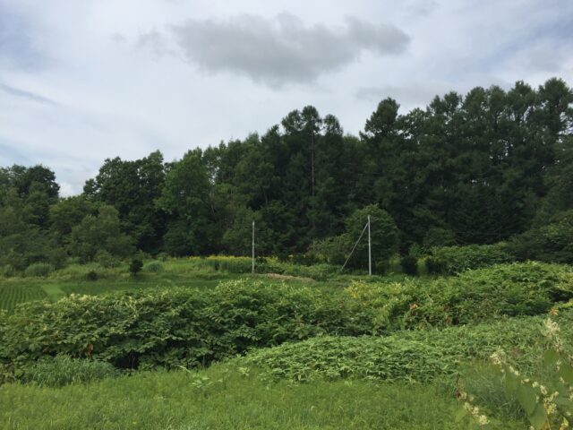 Niseko Town Developable Forest Land